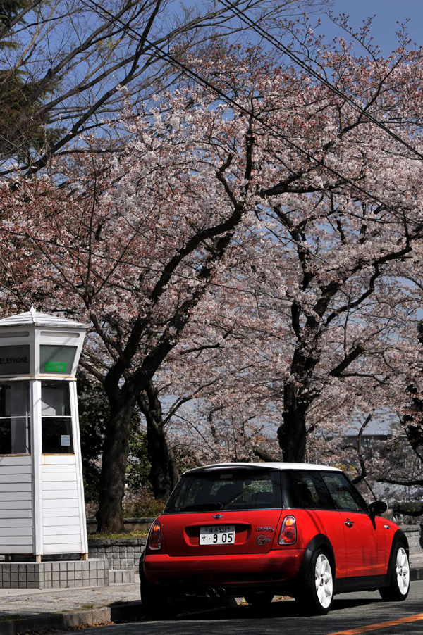 403 sakura1 DSC_5877.jpg